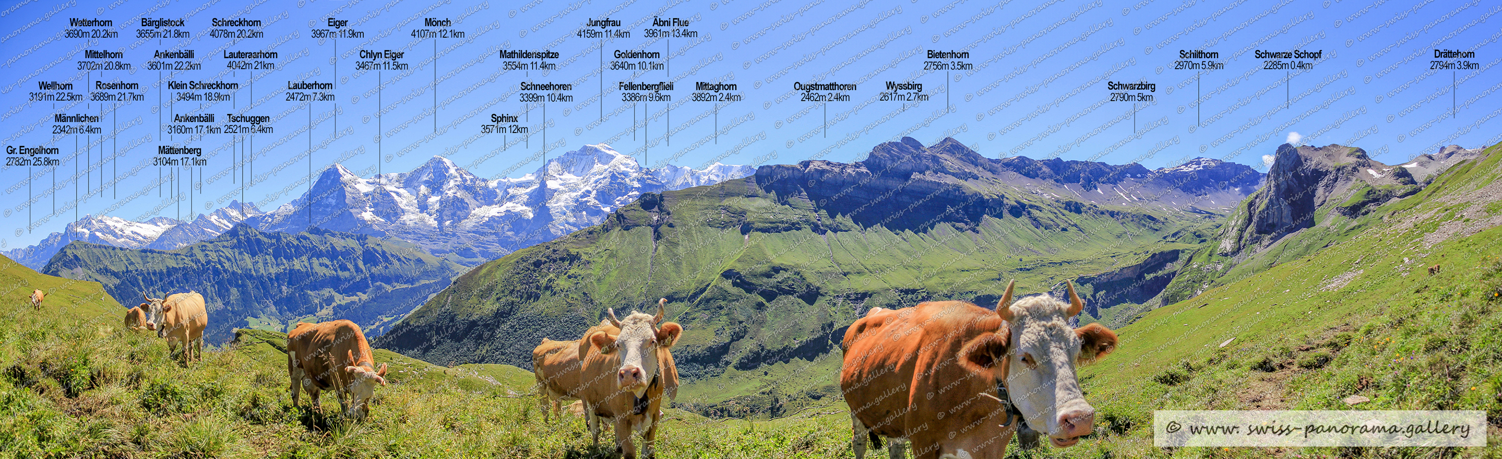 Beschriftetes Alpenpanorama von der Sousegg, Beschriftetes Alpenpanorama von Rigi,, swiss panorama gallery, Beschriftetes Schweizer Alpenpanorama, Naturpanoramen der Schweiz, Panoramic Views Swiss Alps, Wellhorn 3191m im Kanton Bern, Gr. Engelhorn 2782m, Männlichen 2342m BE, Ankenbälli Grindelwald 3160m, Mättenberg 3104m BE, Tschuggen 2520 Berner Oberland, Schreckhorn 4078m im Kanton Bern, Lauberhorn 2472m, Rosenhorn 3689m Bern, Mittelhorn 3702m, Lauteraarhorn 4042m im Kanton Bern,  Chyn Eiger 3467m.    Chyn Eiger 3467m, Wetterhorn 3690m, Bärglistock 3655m, Eiger 3967m BE, Sphinx 3571m, Ankenbälli Guttannen 3601m, Klein Schreckhorn 3494m, Mathildenspitze 3554m im Jungfrau Massiv, Fellenbergflieli 3386m  Punkt im Jungfrau Massiv, Mönch 4107m   Bern/Wallis, Schneehoren 3399m, Goldenhorn 3640m Gipfel Jungfrau Massiv im Kanton Bern, Jungfrau 4158m, Ougstmatthoren 2462m Gipfel im Kanton Bern, Bietenhorn 2756m Gipfel im Kanton Bern auch schwarzbirg genannt, Wyssbirg 2617m Gipfel im Kanton Bern nördlich des Bietenbern, Schwarzbirg 2790m Gipfel im Kanton Bern, Schwarze Schopf 2285m bei den Lobhörnern im Kanton Bern, Schilthorn 2970m Bern, Mittaghorn 3892m Bern/Wallis   , Drättehorn 2794m BE , Äbni Flue 3961m Bern/Wallis, swiss panorama gallery,