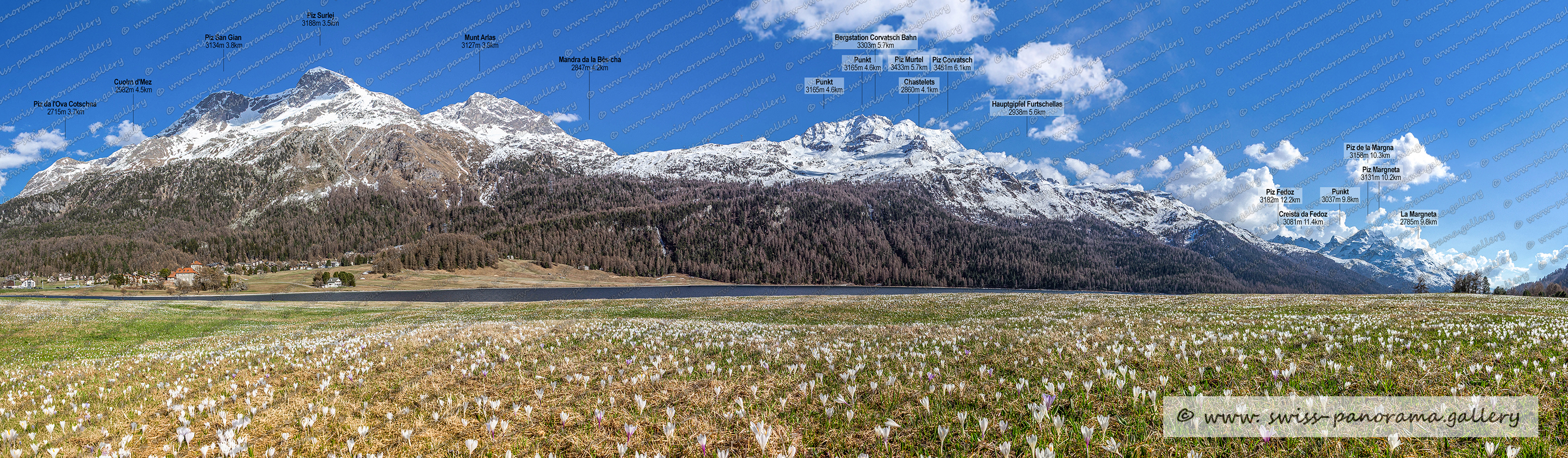 Beschriftetes Alpenpanorama, Silvaplana, Krokusfeld, Engadiner Frühling , Frühling, Beschriftetes Schweizer Alpenpanorama Oberengadin, High resolution panorama photos from Switzerland, Panoramic picture of the Swiss Alps, Panoramic photos of the Swiss Alps, Beschriftetes Panorama Säntis, Swiss Alps, swiss-panorama.gallery, famous Swiss Alps, Swiss Panorama Gallery, labelled mountain panorama from Switzerland, mountain panoramas from Switzerland, Panoramic photo of the Swiss mountains,  Iconic Swiss Alps, panoramic photo prints, Hauptgipfel Cuolm d'Mez 2982m (GR) - St. Moritz, Piz da l'Ova Cotschna 2715m (GR) - St. Moritz, Piz San Gian 3134m (GR) - Silvaplana    Höhe Landeskarte, Piz Surlej 3188m  (GR) – Silvaplana, Munt Arlas 3127m  (GR) – Silvaplana, Chastelets 2860m (GR) - Silvaplana Höhe gemäss Landeskarte, Bergstation Corvatsch Bahn 3303m, Flurname swisstopo Mandra da la Bês-cha  2847m (GR) – Samedan, Piz Murtel 3433m (GR) - Samedan Silvaplana   auch Piz Murtèl geschrieben, Creista da Fedoz 3081m (GR) - Bregaglia  (Grat), Piz Margneta 3131m, Bergstation Corvatsch Bahn 3303m, La Margneta 2785m, Hauptgipfel Furtschellas 2938m (GR) - Sils im Engadin/Segl, Piz de la Margna 3158m, Silvaplana,