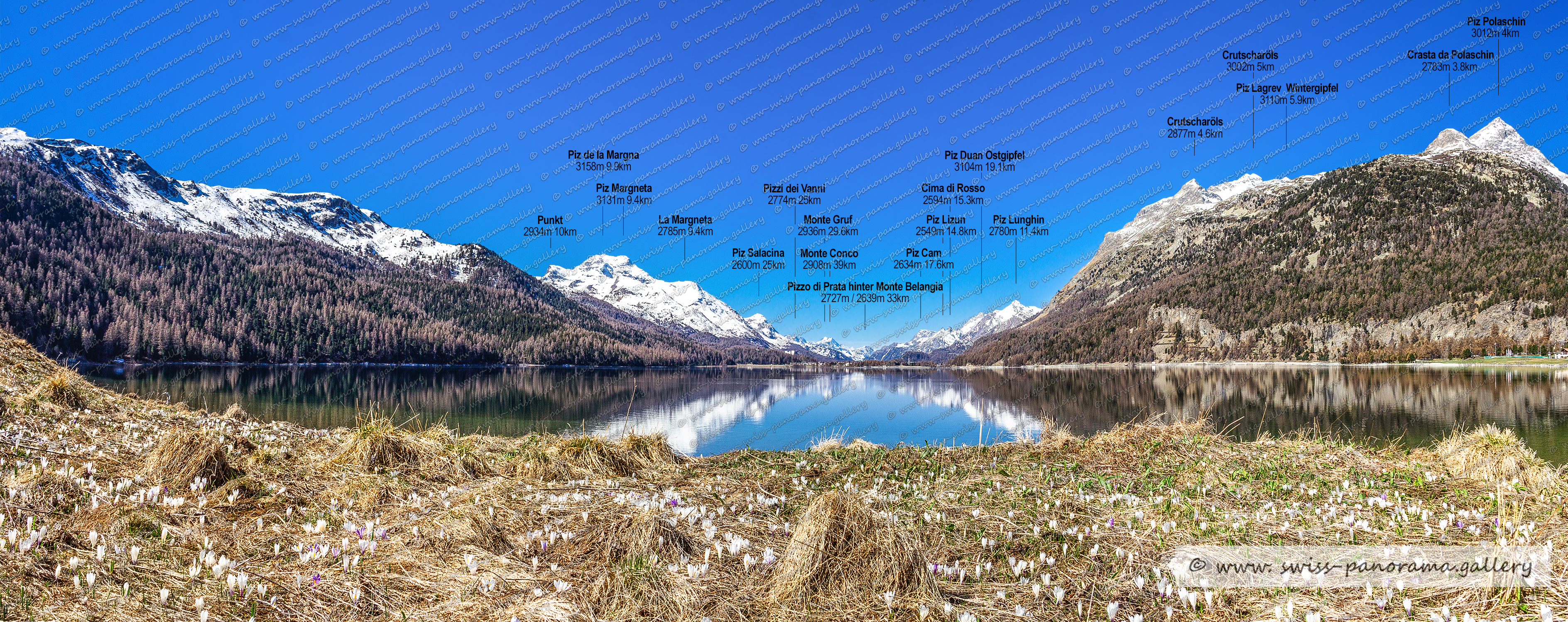 swiss panorama gallery Beschriftetes Alpenpanorama, Silvaplana, Krokusfeld, Engadiner Frühling, Blick nach Sils, Frühling, Beschriftetes Schweizer Alpenpanorama Oberengadin, High resolution panorama photos from Switzerland, Panoramic picture of the Swiss Alps, Panoramic photos of the Swiss Alps, Beschriftetes Panorama Säntis, Swiss Alps, swiss-panorama.gallery, famous Swiss Alps, Swiss Panorama Gallery, labelled mountain panorama from Switzerland, mountain panoramas from Switzerland, Panoramic photo of the Swiss mountains,  Iconic Swiss Alps, panoramic photo prints, Pizzo di Prata 2727m hinter Monte Belangia 2639m, Monte Conco 2908m, Monte Gruf 2936m (Italien), Punkt 2904m, Piz Margneta 3131m, Pizzi dei Vanni 2774m, Piz de la Margna 3158m, Piz Salacina 2600m (GR) - Bregaglia 2600, La Margneta 2785m, Piz Lizun 2549m (GR) - Bregaglia  , Cima di Rosso 2594 (GR) Bergell  , Piz Cam 2634m (GR) – Bregaglia, Piz Lunghin 2780m  , Piz Duan Ostgipfel 3104m, Silvaplana, Oberengadin panorama, Silvaplanersee, 